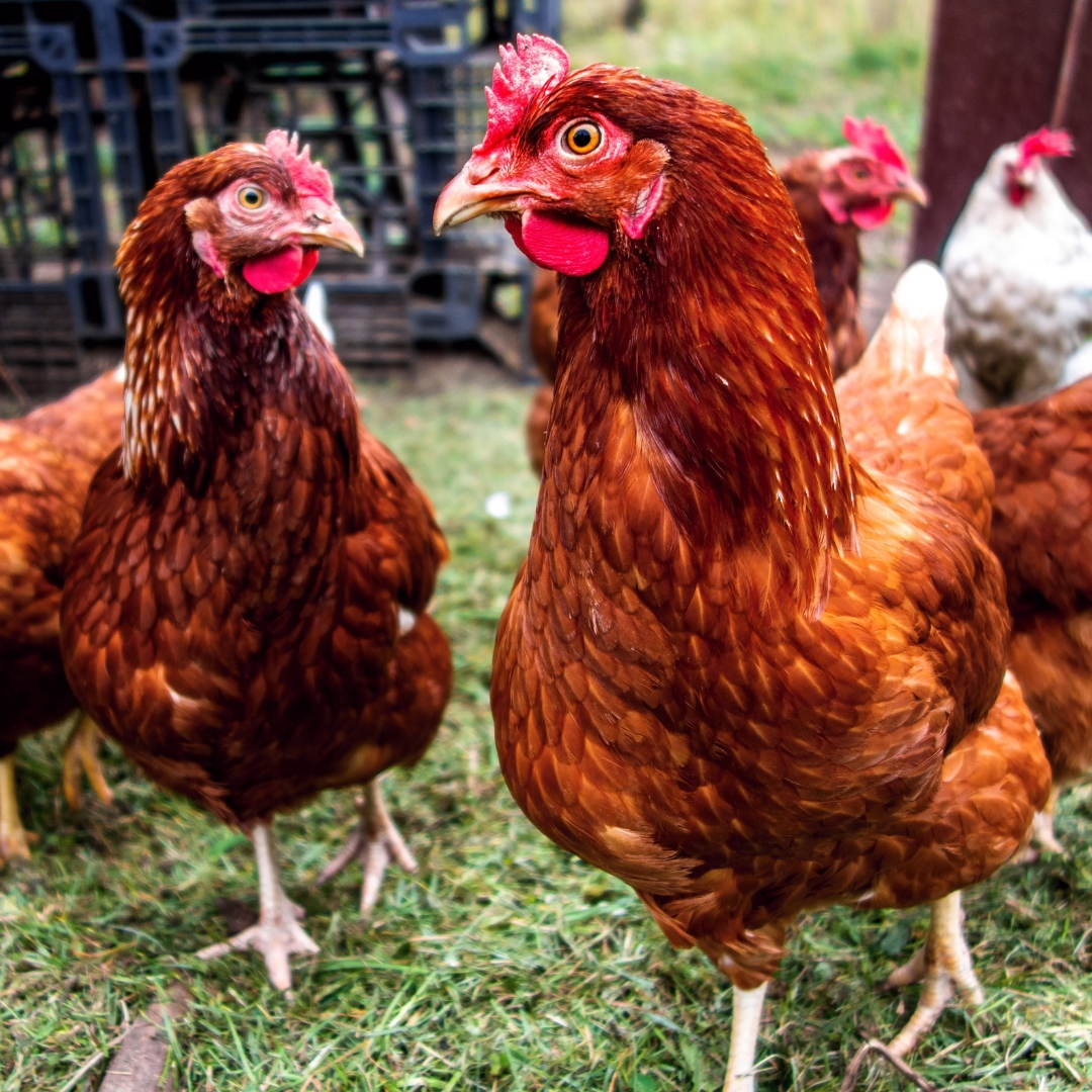 What is Your Chicken-ality?